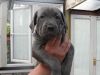 lovable cane corso puppies