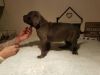Cane Corso Puppies From Iccf Registered Kennel