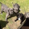 Cane Corso puppies sale