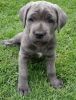 Stunning Cane Corso Puppies For Sale