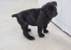 Affectionate Cane Corso Puppies for Sale.