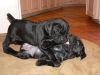 Affectionate Cane Corso Puppies For Re-Homing