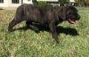 AKC Fawn/Brindle Cane Corso Puppies For Sale