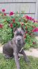 Amazing Cane Corso puppies are on their way!!! Due to be born on Feb