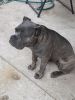 4 Month Old Cane Corso