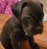 Akc and Iccf Cane Corso Pups