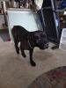 6 yr old Italian Mastiff for sell