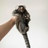 Capuchin & Marmoset Monkey available for sale