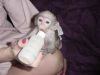 Home Raised Baby Capuchin Monkey For Adoption Alex was born the the