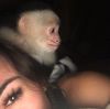 Get a loving baby monkey ASAP