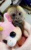 Quality capuchin monkeys for rehoming