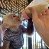 USDA Capuchin Monkey for sale, contact