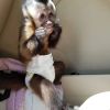 Baby, Capuchin Monkeys For Sale