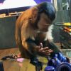 Capuchin monkey,Capuchin monkey for sale,buy Capuchin monkey online