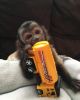 Good Capuchin monkey available for adoption
