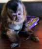 Months Old Capuchin Monkey for Adoption