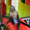 playful Capuchin monkeys For Sale