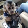 Adorable monkeys for adoption