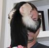 Family baby capuchin Monkey available for you