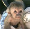 Well behaved smooth skin capuchin monkeys for your home
