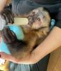 Charming healthy capuchin monkeys for adoption