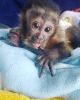 CAPUCHIN BABY FOR SALE