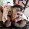 Capuchin female Monkey