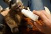 Marmosets and capuchin monkeys for sale