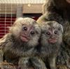 Marmosets and capuchin baby monkeys for sale