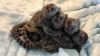 Marmosets and capuchin monkeys for sale