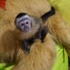 Capuchins monkey