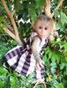 Amazing Adorable Babies capuchin monkeys
