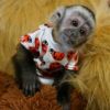 Cute capuchin monkeys for adoption