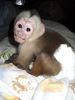 Lovely Capuchin Monkey