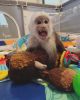 Home raised Baby Capuchins Monkey