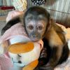 Puff – Male Capuchin Monkey for Sale