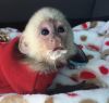 Intelligent acrobatic top baby capuchin monkey for sale pay now