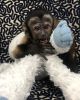 Emotional hand raised top baby capuchin monkeys for sale
