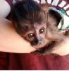 Cute humble raised capuchin monkey for sale