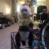Healthy few weeks baby capuchin monkey for sale pay asap