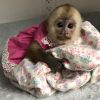 Smart top capuchin monkey for sale pay in person asap