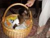 Few weeks old capuchin monkey for sale pay in person