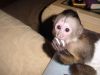 Smart diaper raised capuchin monkey for sale pay with cash