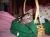 Lovely outstanding baby capuchin monkey for sale