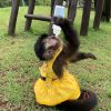 Lovely diaper raised capuchin monkey for sale pay in person