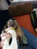 Lovely tamed capuchin monkey for adoption pickup asap
