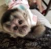 Friendly indoor train capuchin monkey for sale add one home