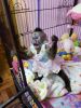 Perfect indoor capuchin monkey for adoption pickup locally