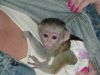 Add a surprise home baby capuchin monkey for sale