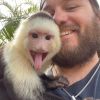 Young trained baby capuchin monkey for sale pay in cash